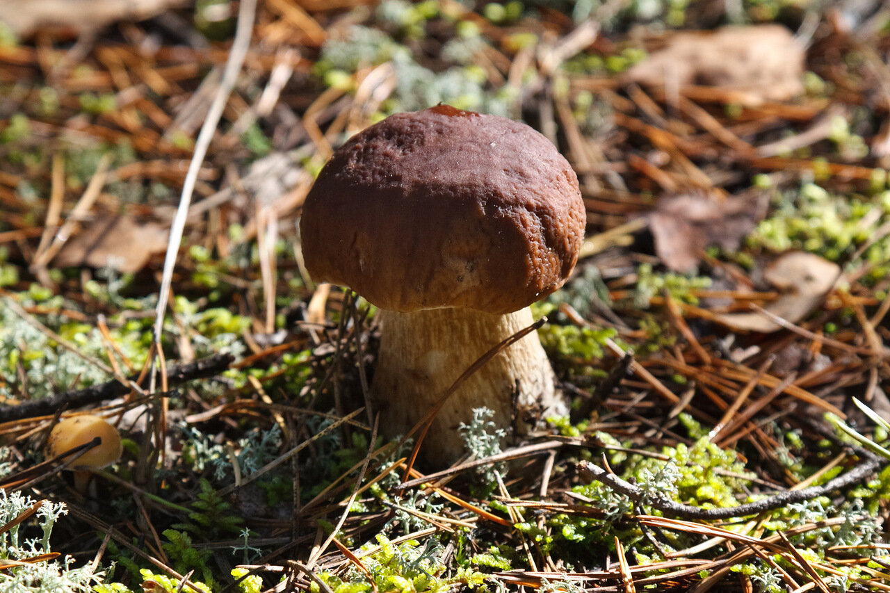 Съедобные грибы Пензенской области
