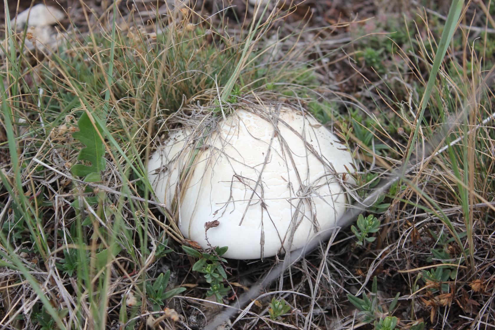 Белый гриб в крыму фото