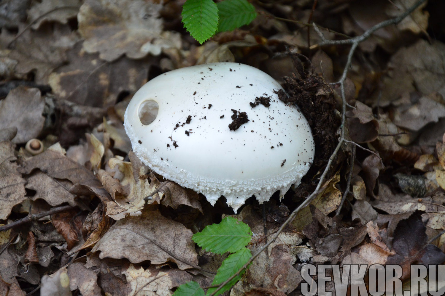 Крымский горный гриб фото и описание