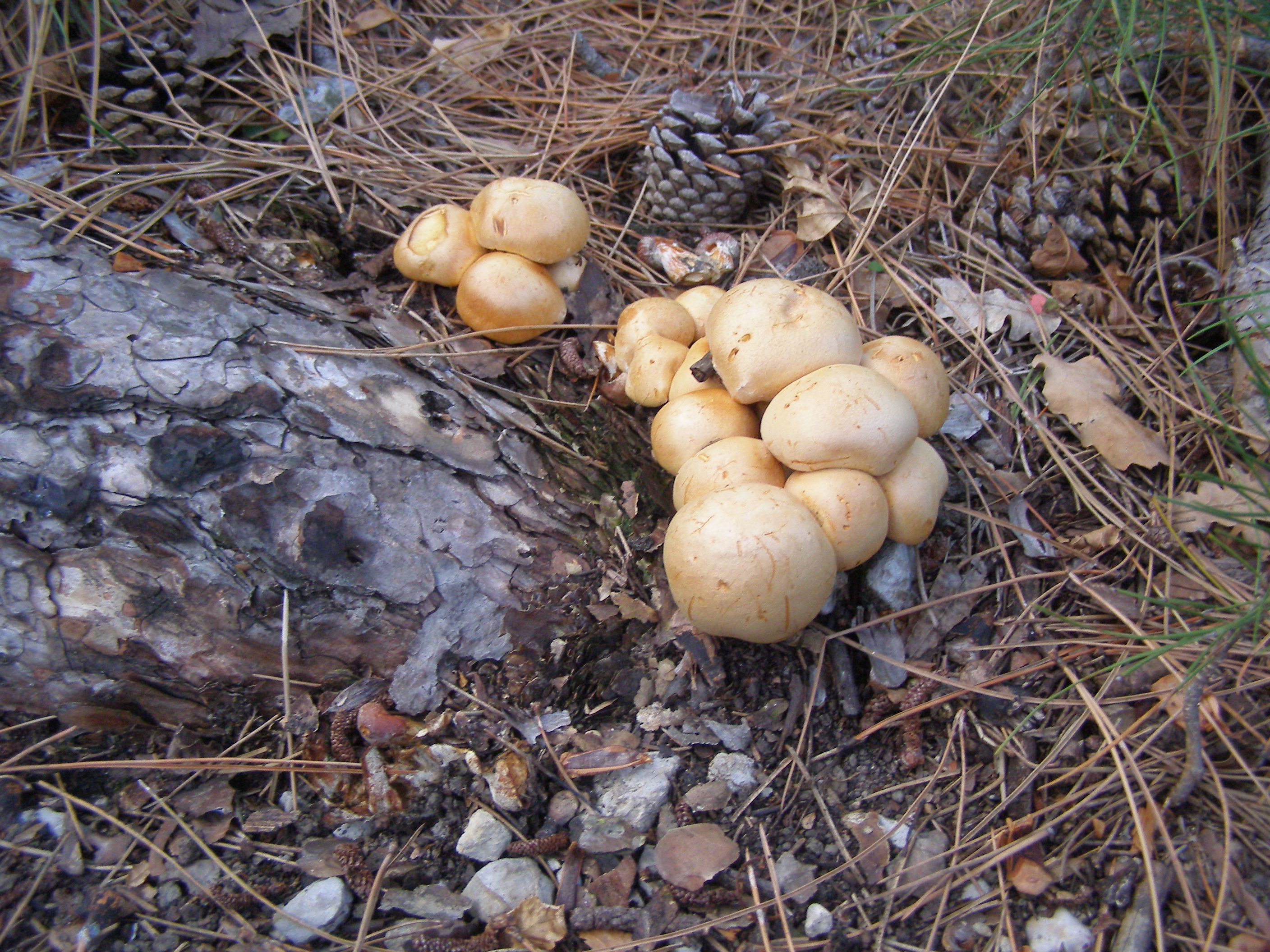 белый горный гриб крым фото