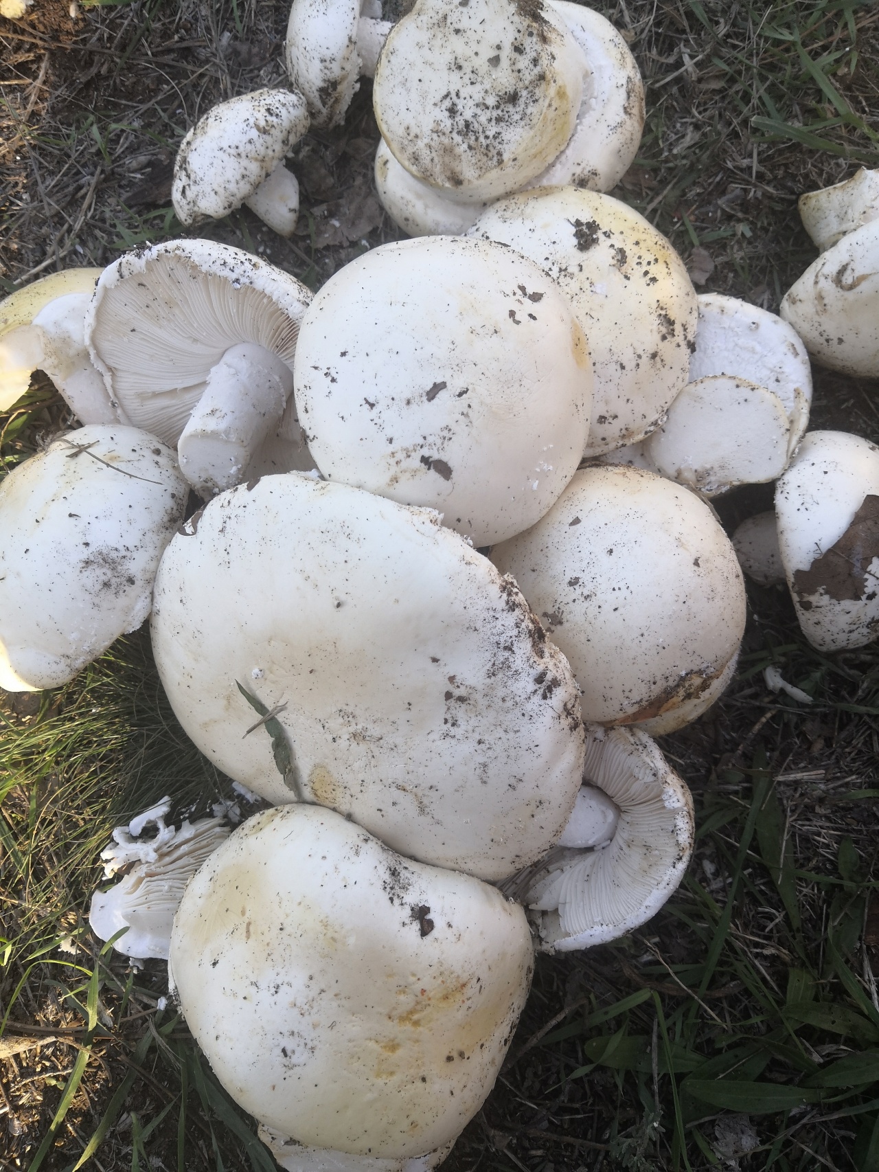 Белый горный гриб фото в крыму