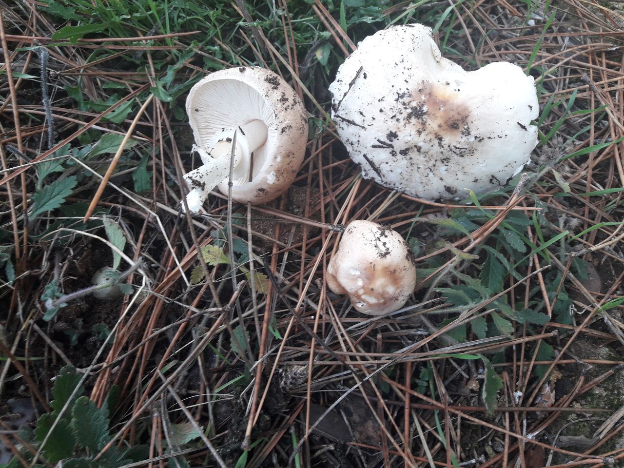 фотография белый крымский гриб