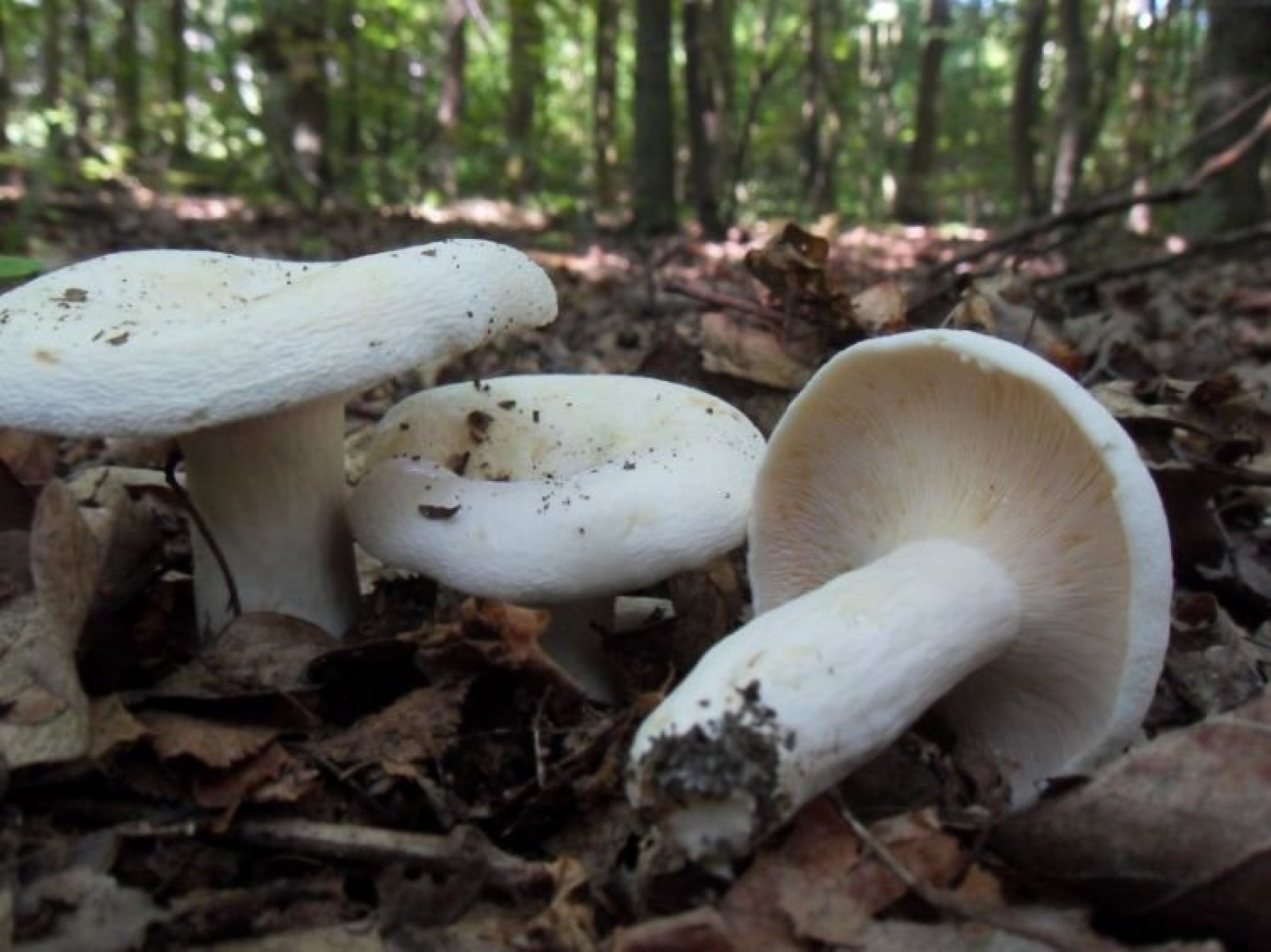 фотография белый крымский гриб