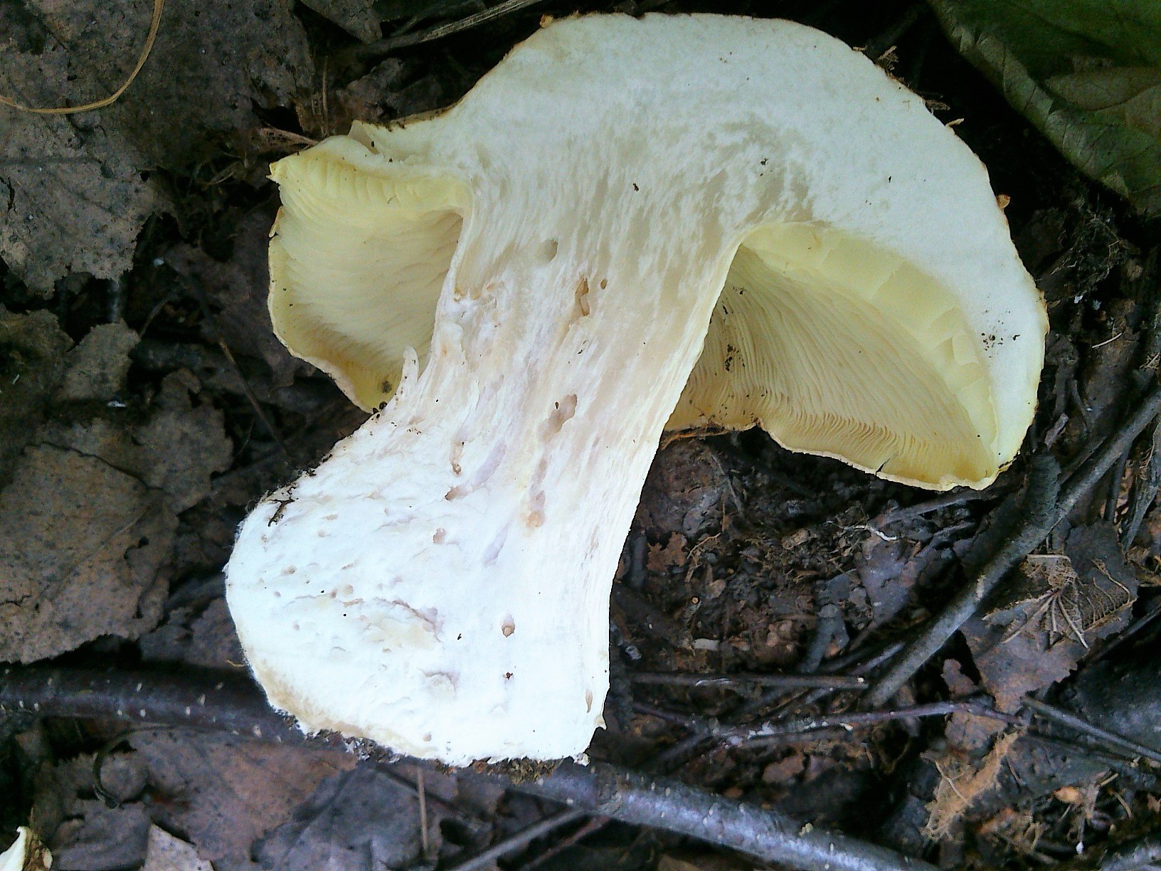 Крымский белый горный гриб