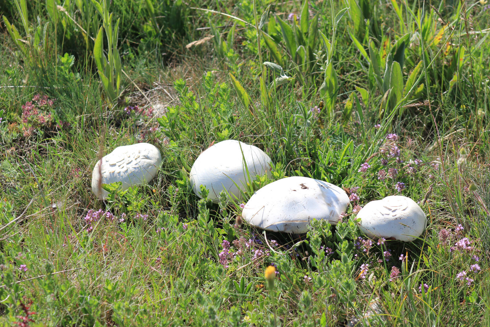 Белый горный гриб