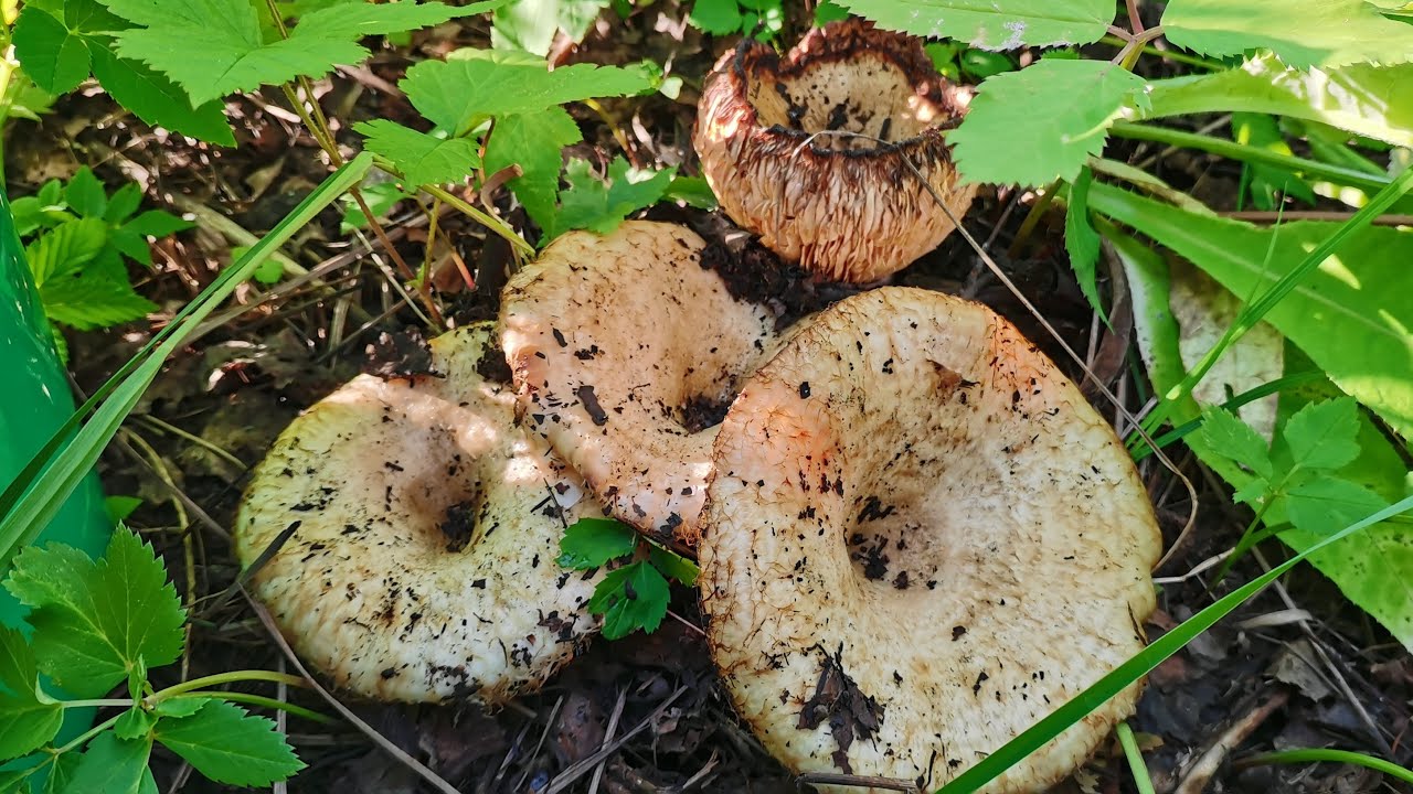 Грузди грибы