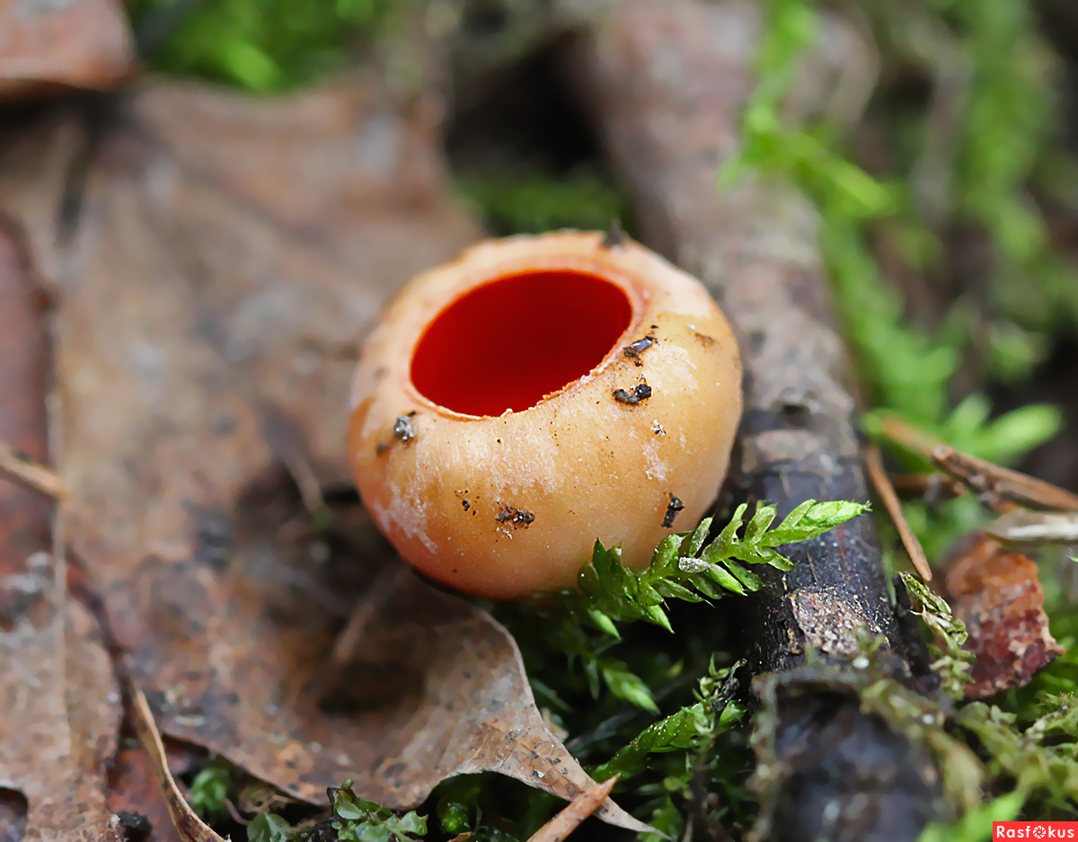 Весенние съедобные грибы фото и название описание