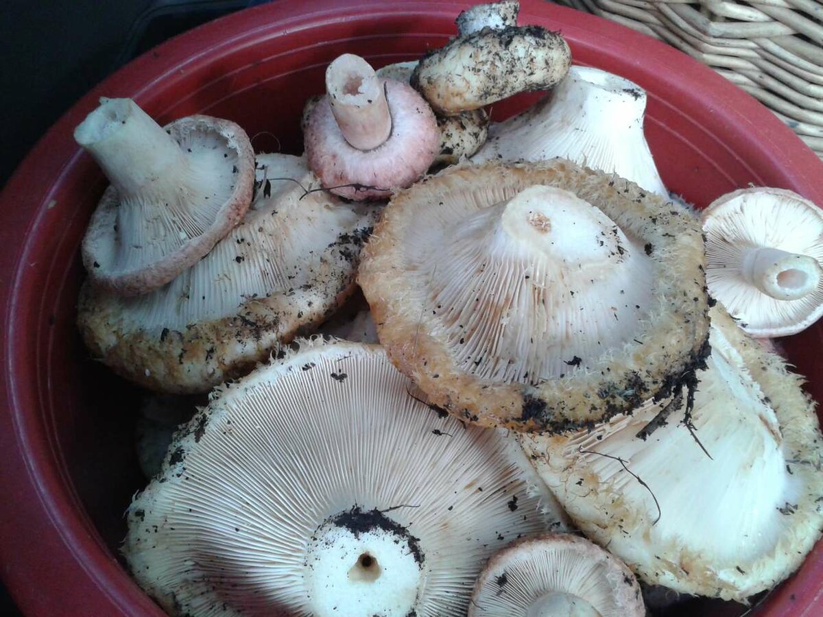 Пластинчатые грибы грузди