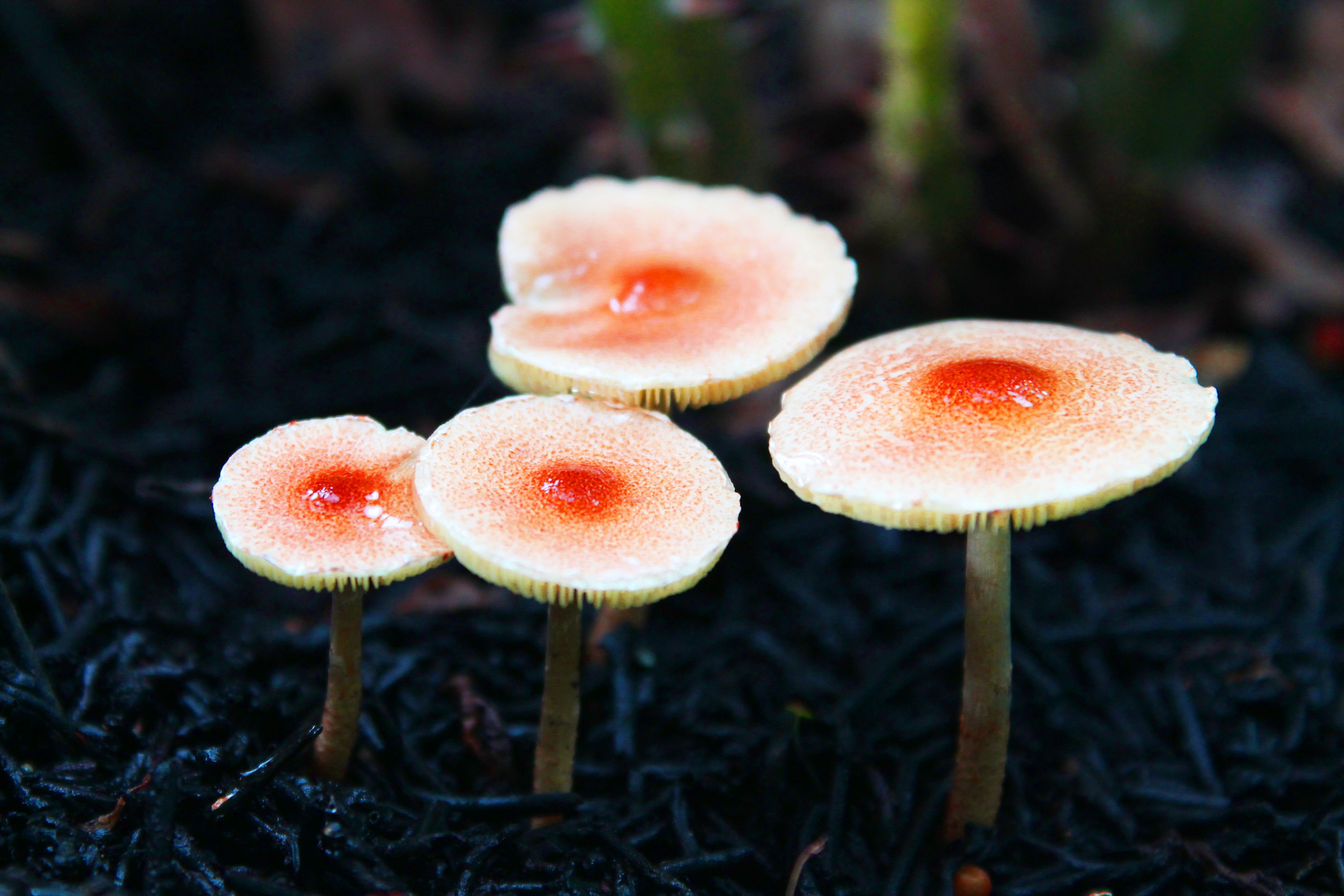 Оранжевые грибы съедобные