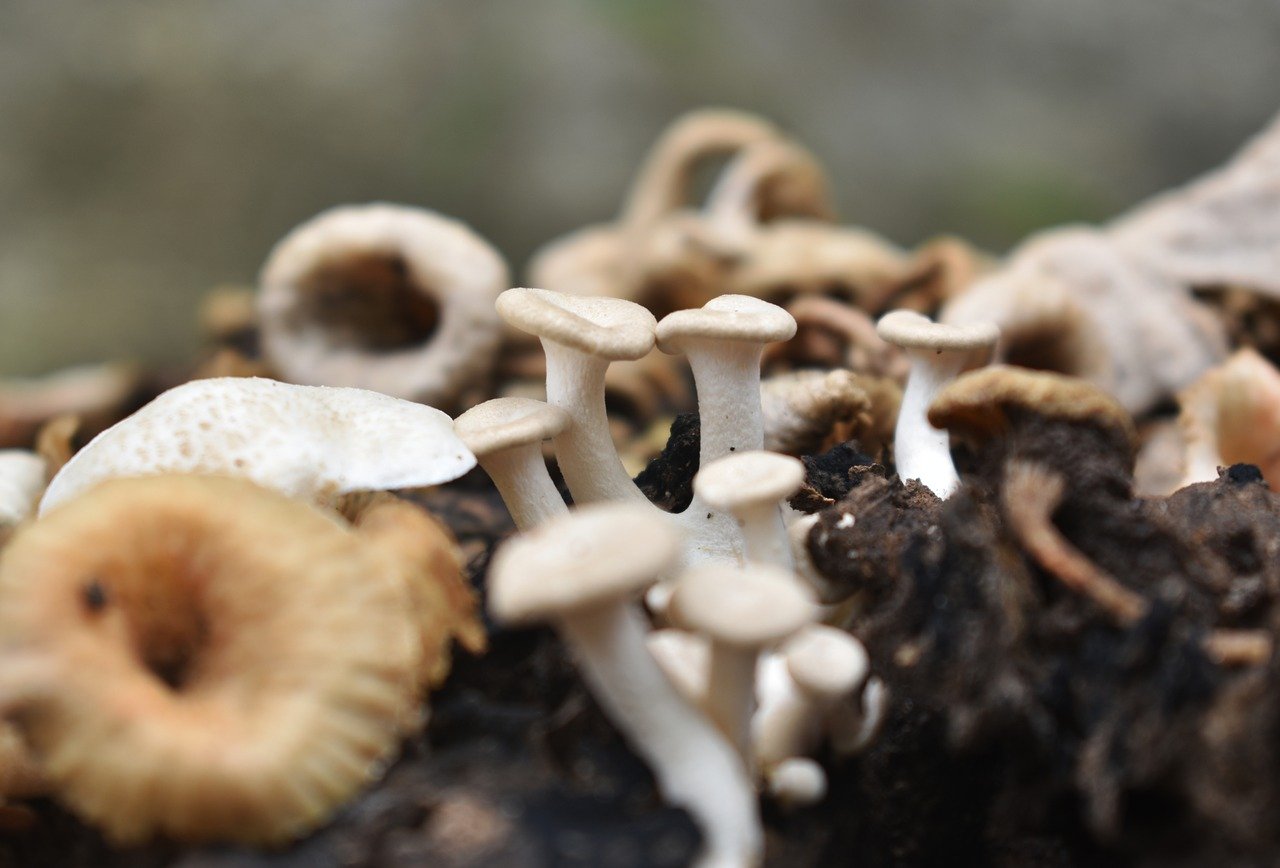 Чинарики грибы