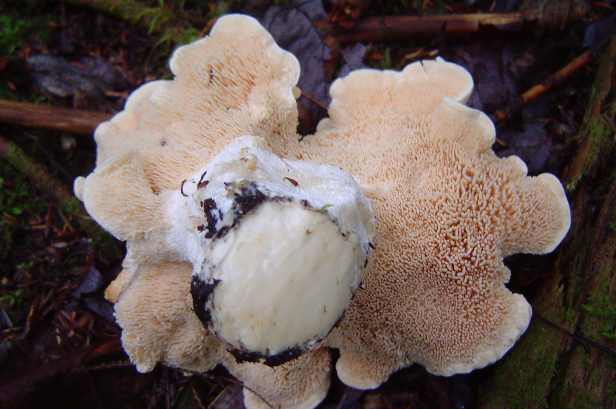 Как называется гриб похожий. Белый ежовик Крым. Гриб диктиофора. Съедобные грибы Мурманской области. Гриб гребешок Крымский.