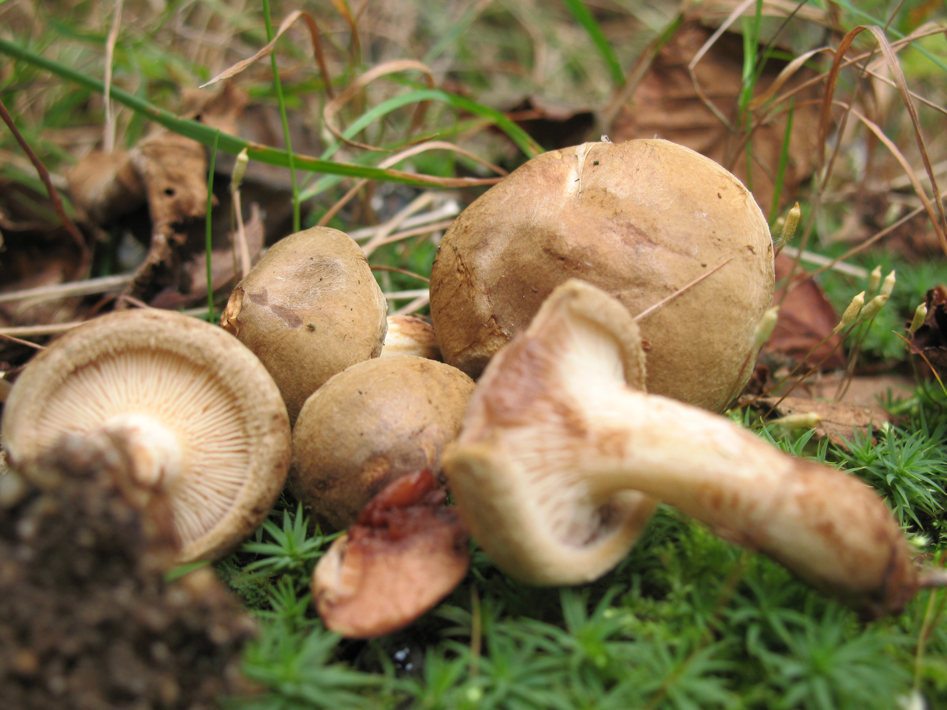 свинухи грибы фото где растут