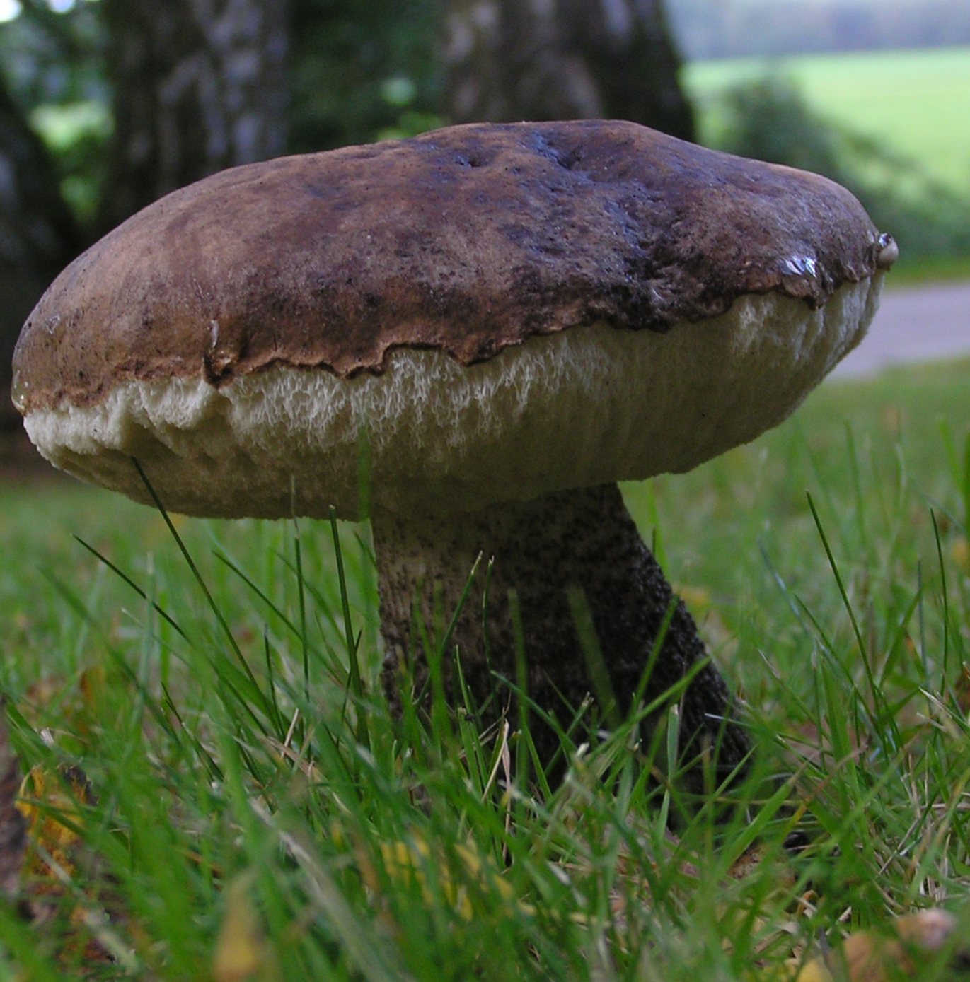 гриб черноголовик фото
