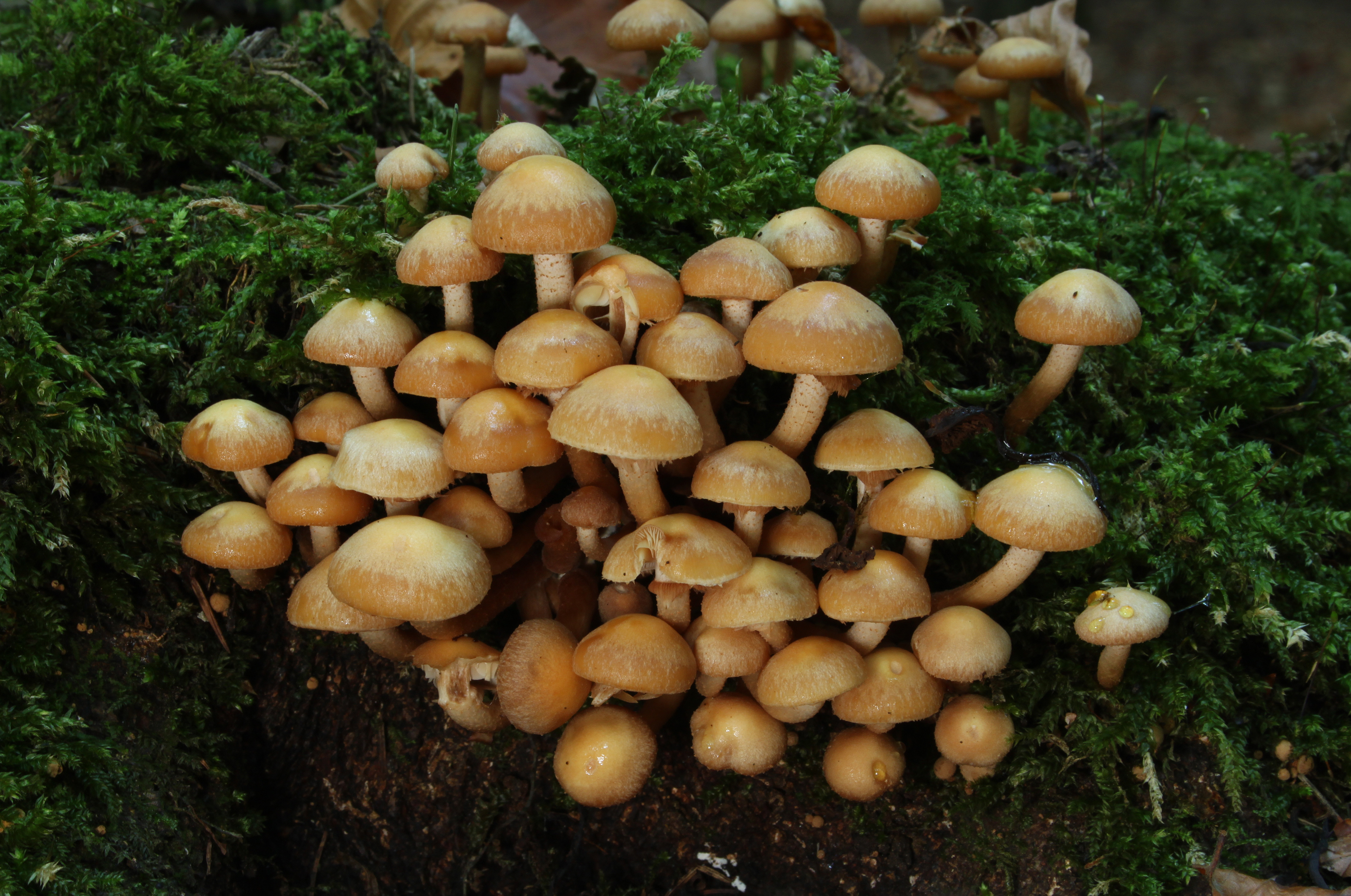 Опёнок летний съедобные грибы