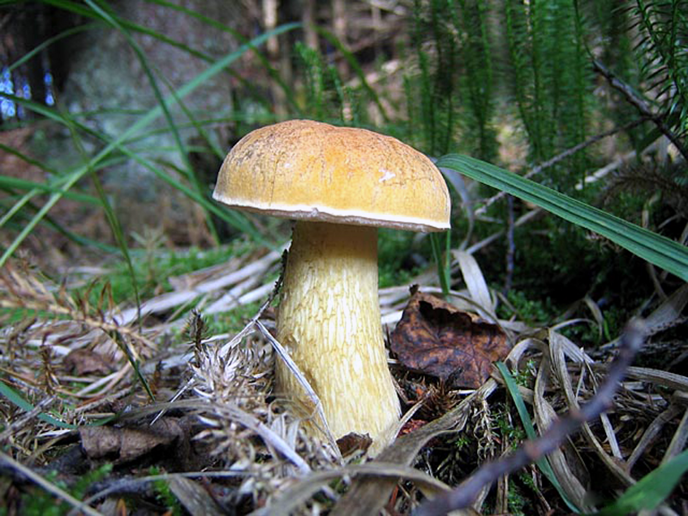 Несъедобные грибы желчный гриб