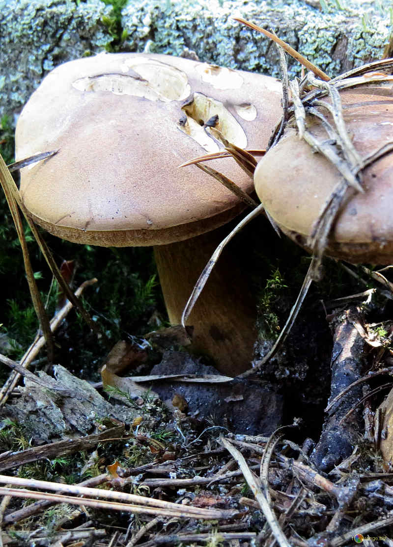 горчаки грибы в крыму фото