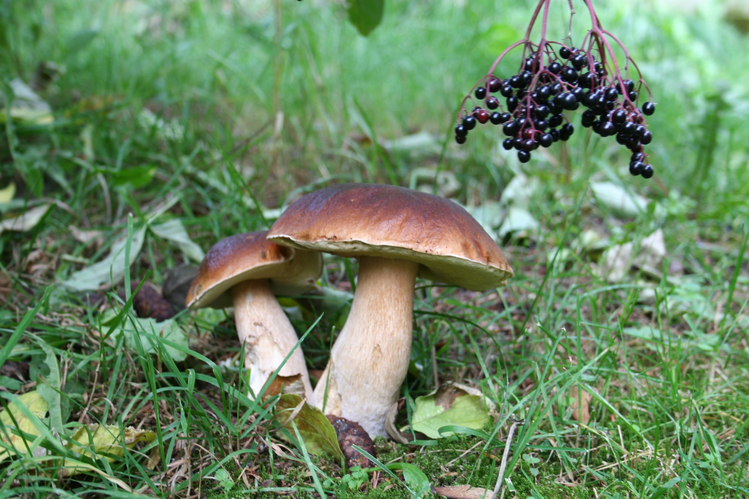 Съедобные грибы Татарстана