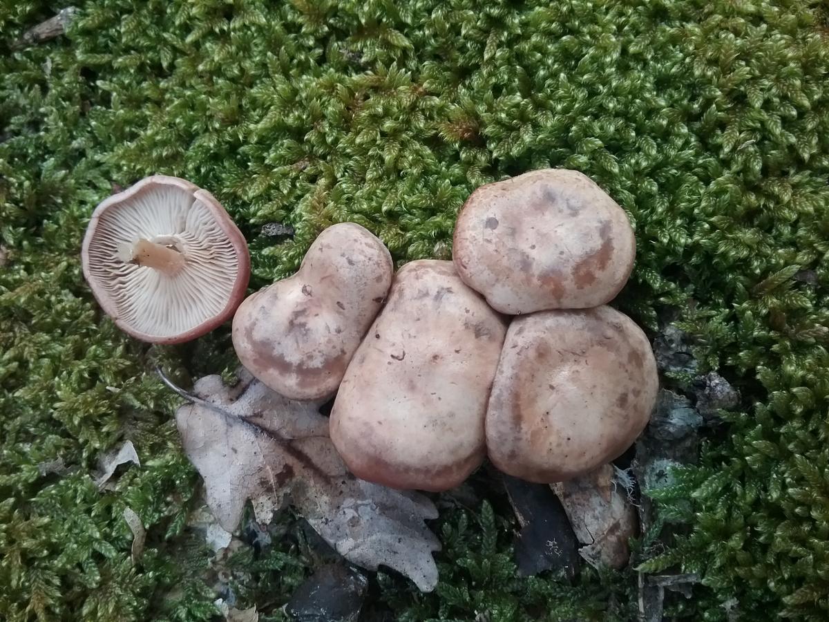 Съедобные грибы Адыгеи