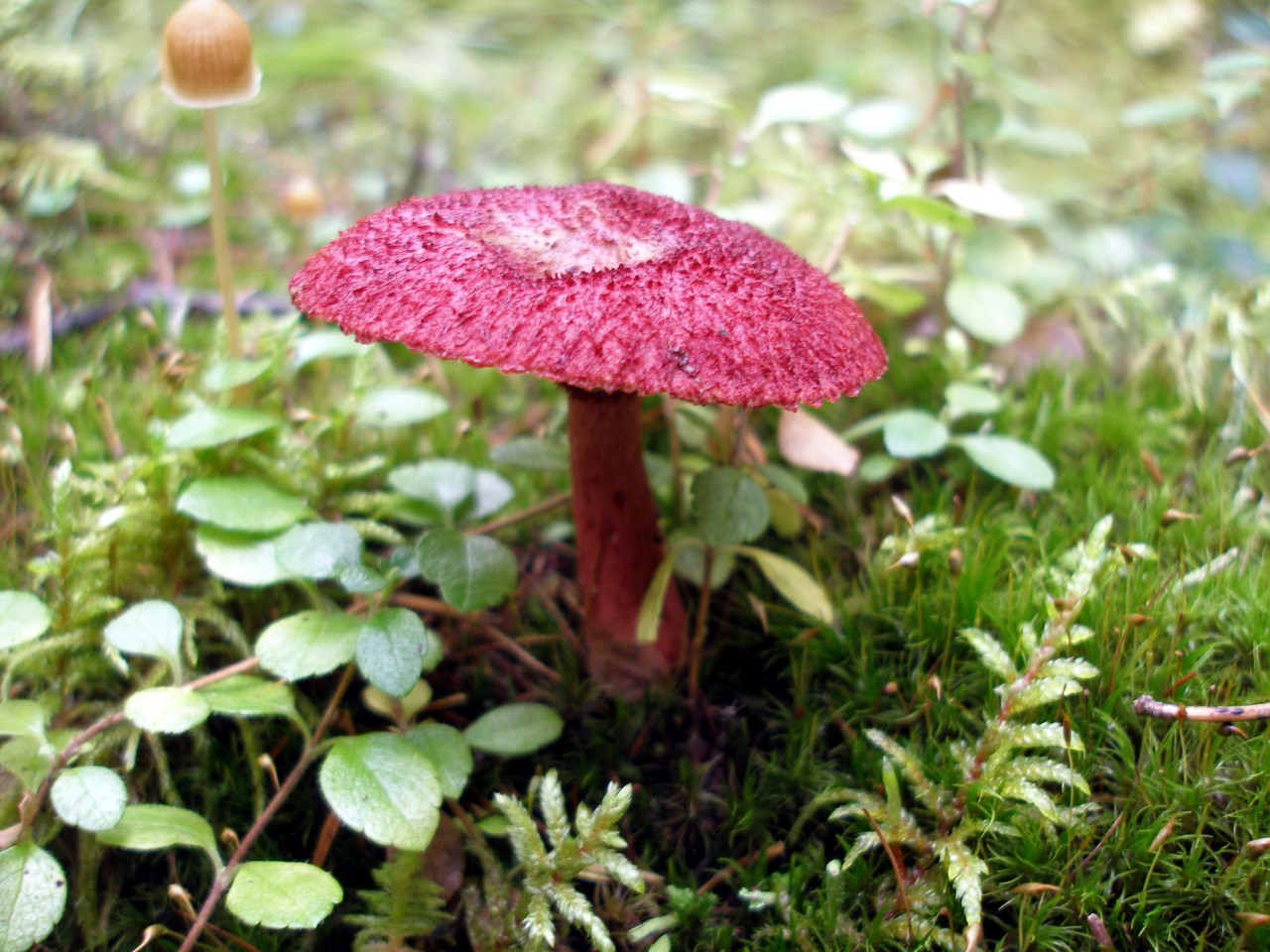 Масленок рубиновый гриб