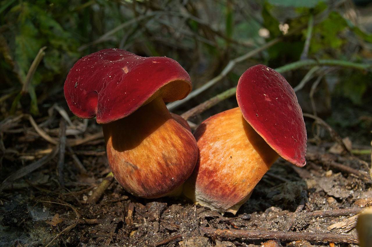 гриб красного цвета фото