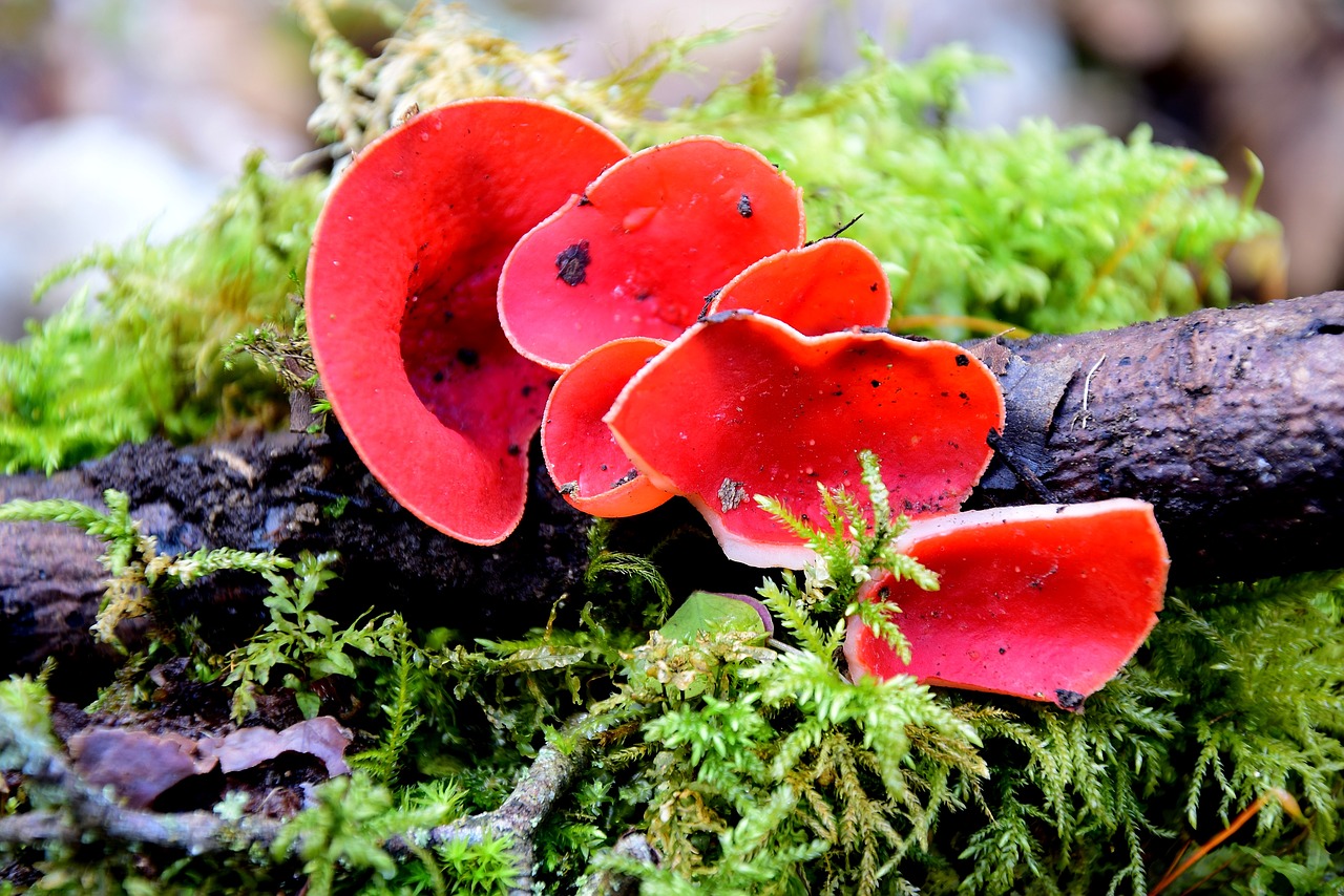 гриб красного цвета фото