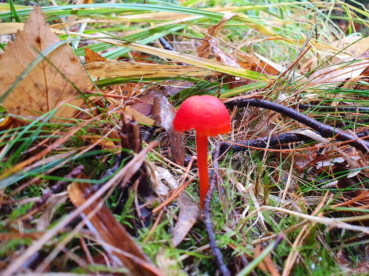 Красные зимние грибы