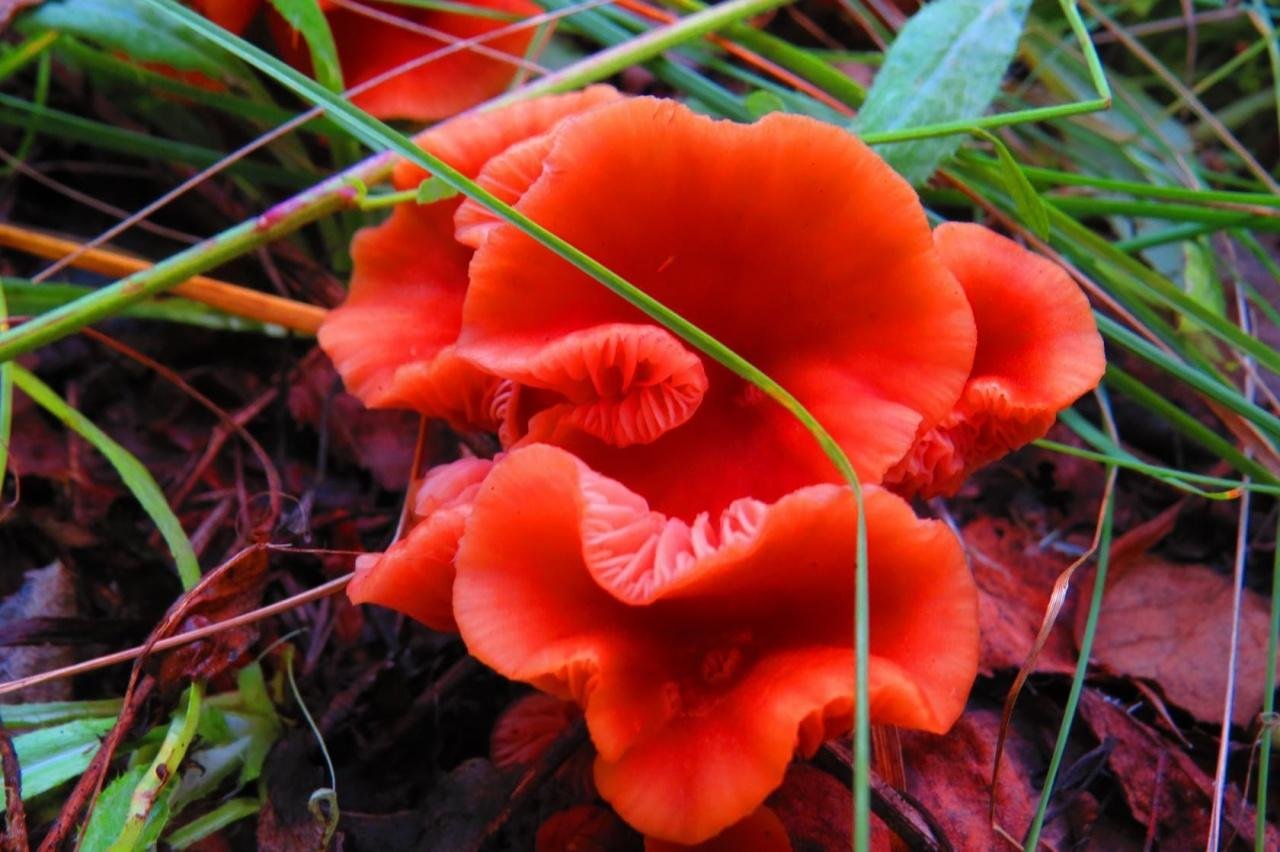 Красные грибы Гигроцибе