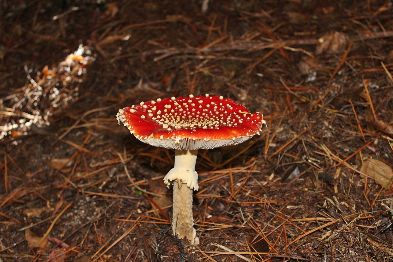 Грибы красного цвета. Мухоморы в Приморье. Решетчатый красный гриб. Красный грибок. Пост красный гриб
