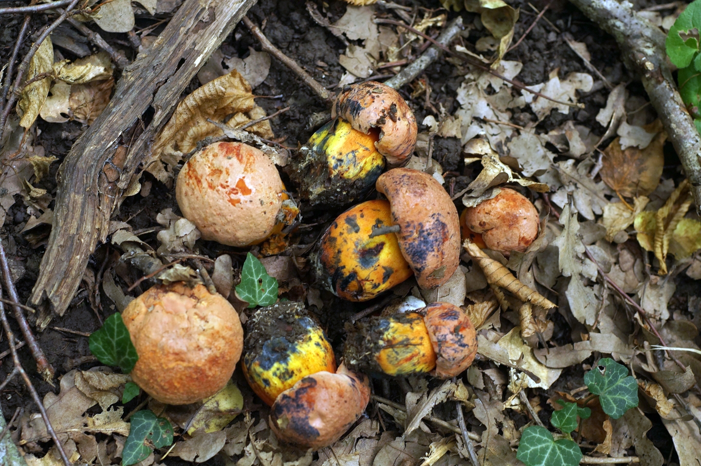 Весенние грибы на Кубани