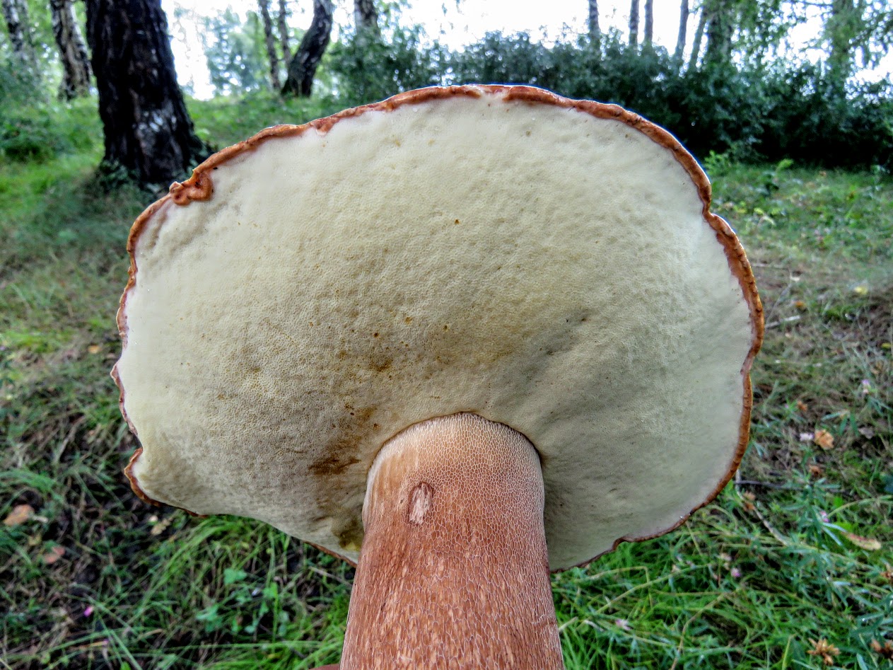Белый гриб переросток