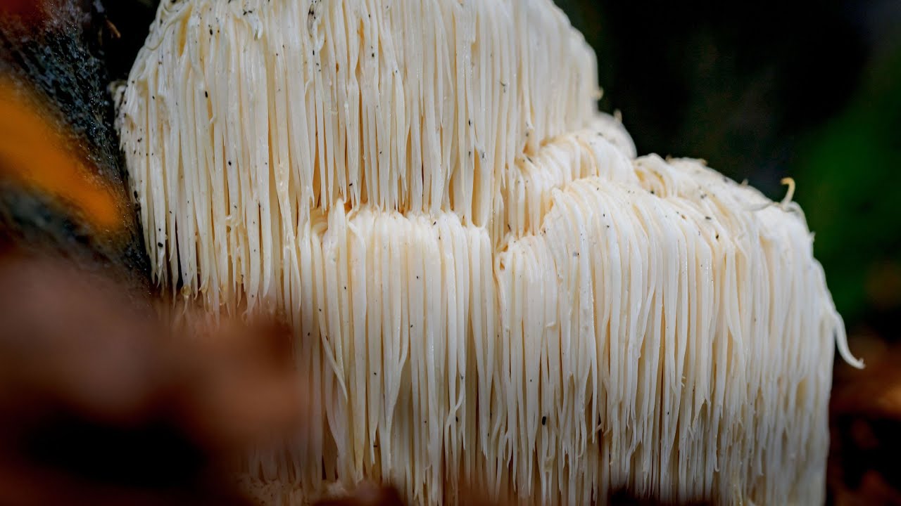 Как сдать волосы на грибы