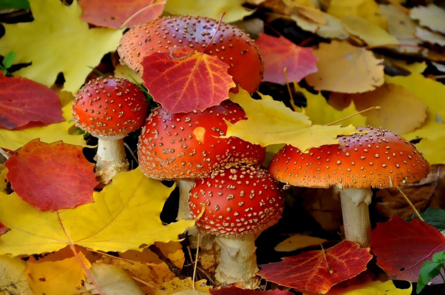 Осенние грибы под листвой
