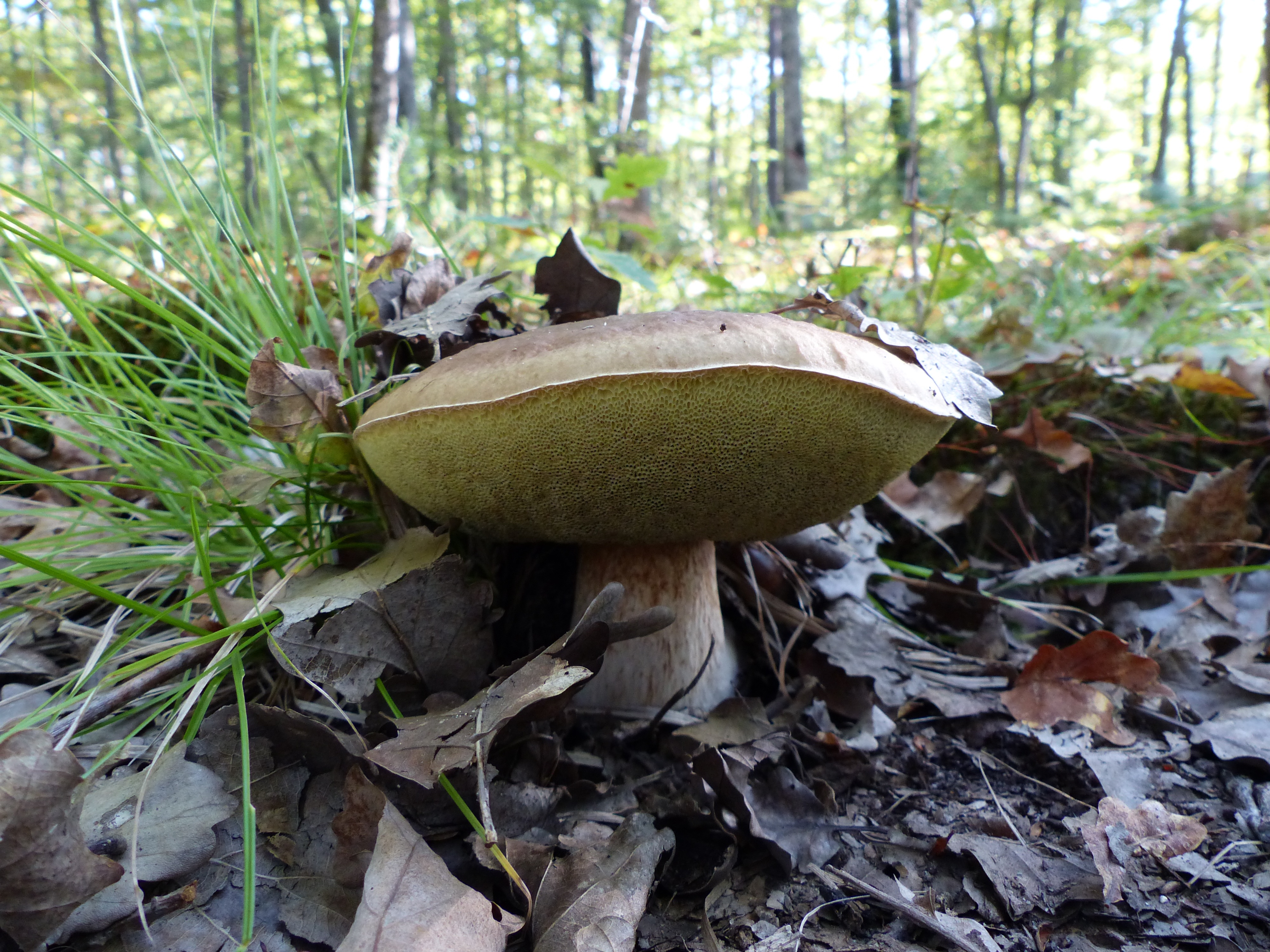 Ореховый гриб