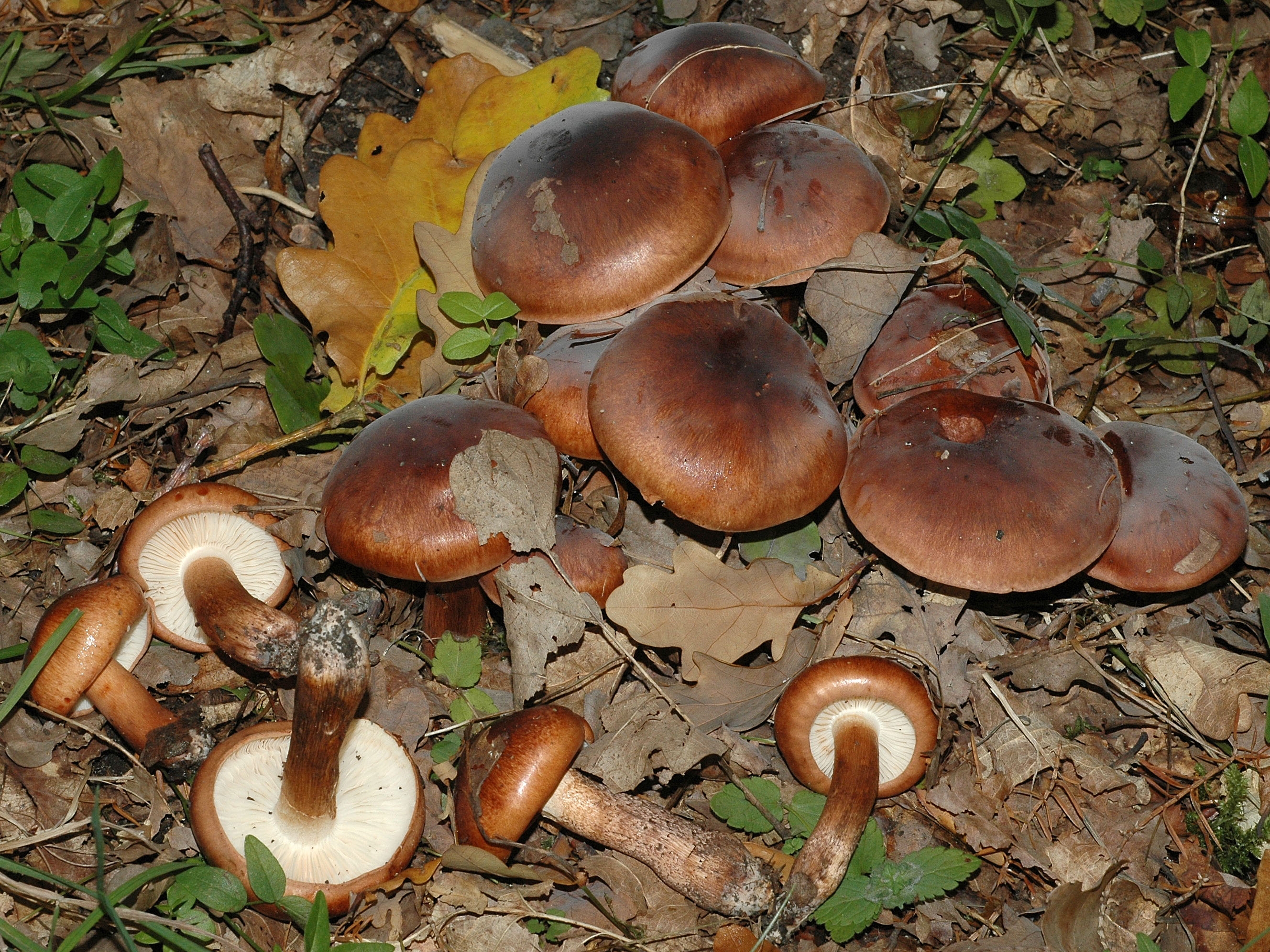 Рядовковые грибы