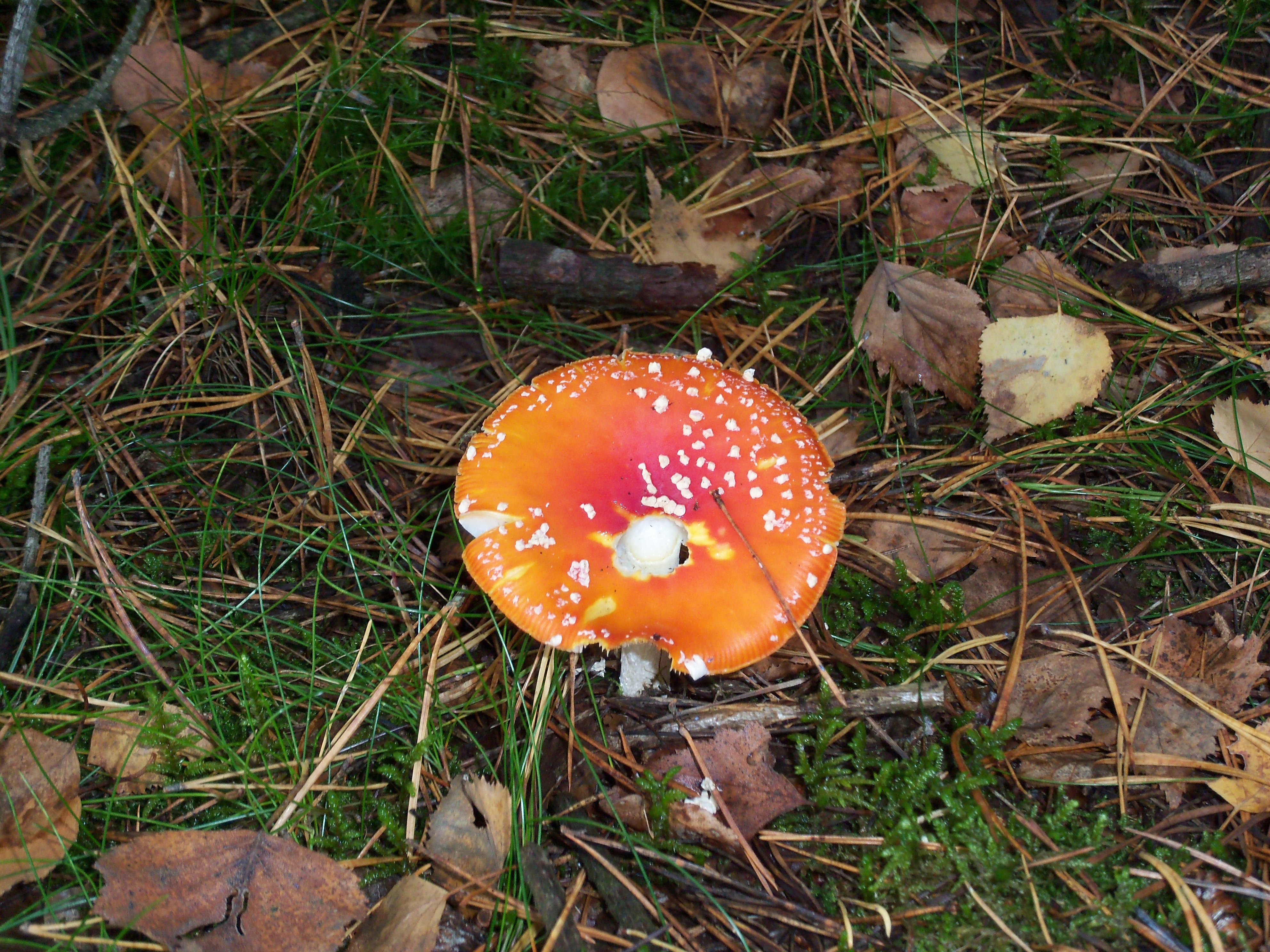 Оранжевые осенние грибы