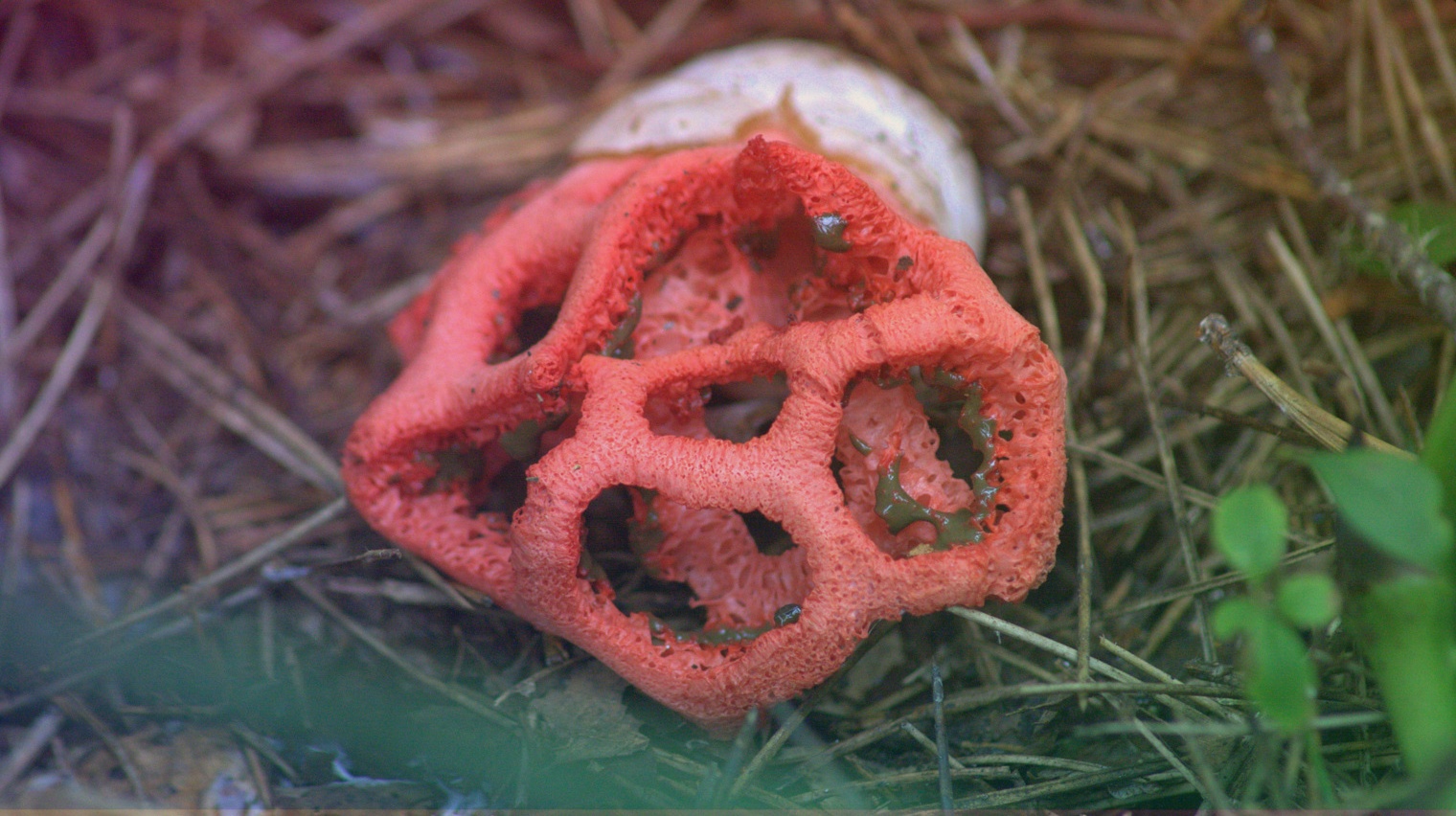 Решёточник красный несъедобные грибы