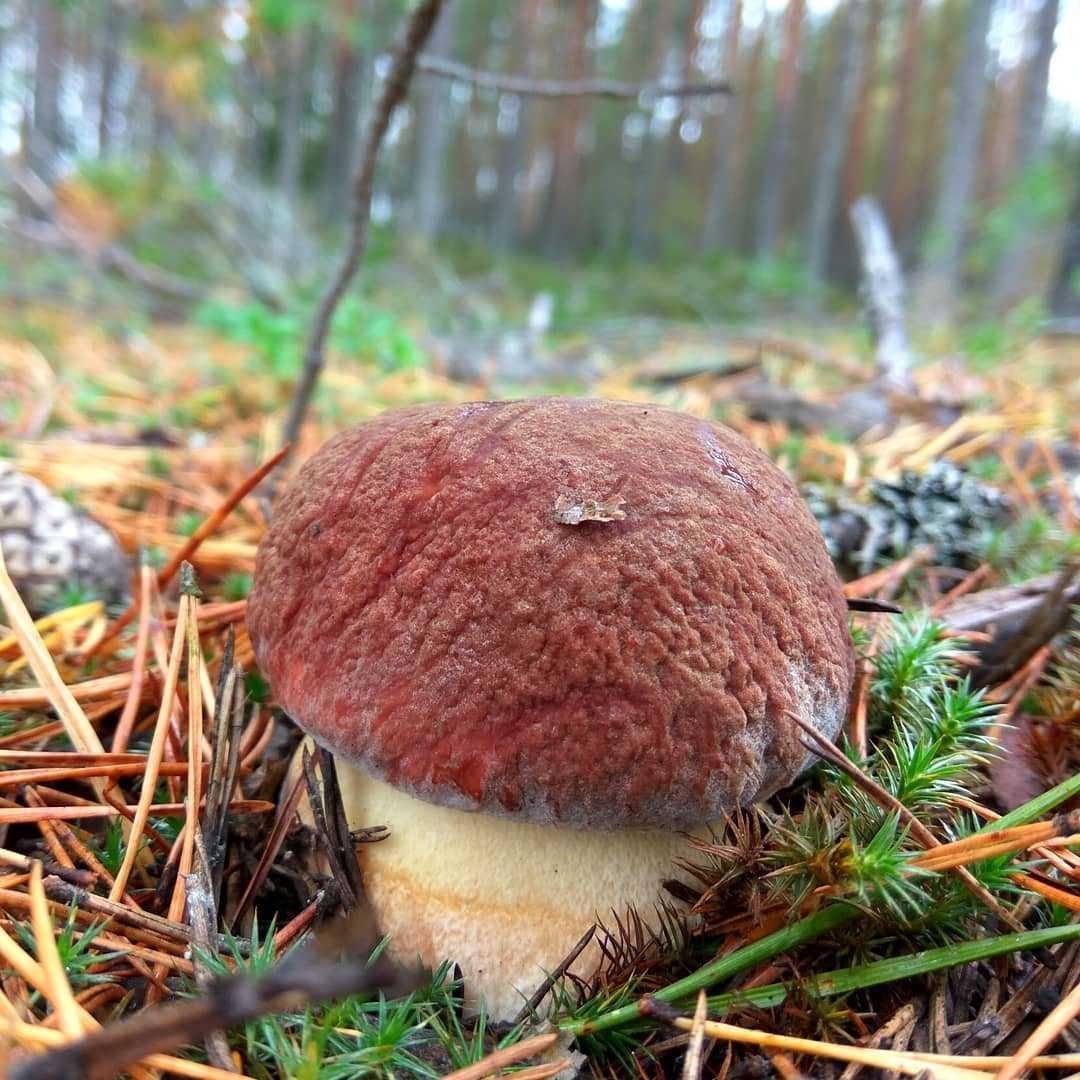 Съедобные грибы карелии фото и названия