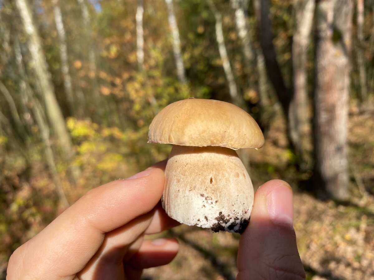Молодой белый гриб