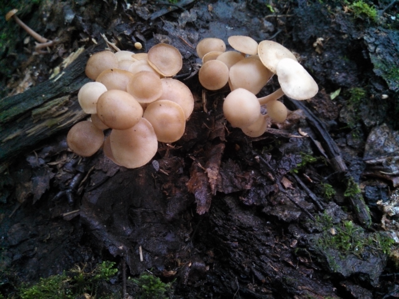 Тополята грибы