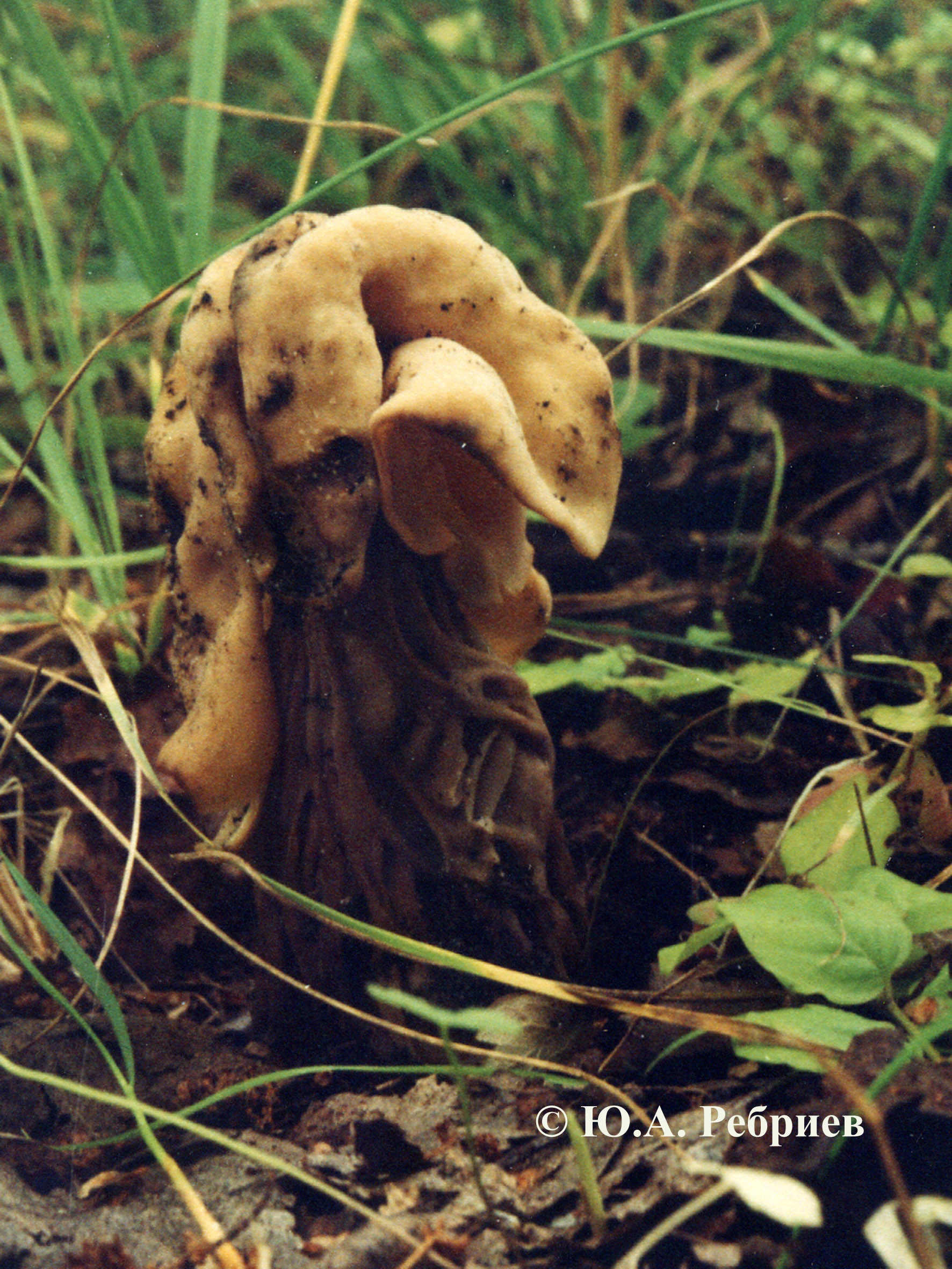 Осенние грибы Воронежской области
