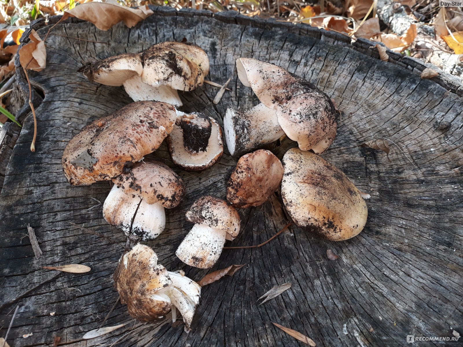 фото тополиных грибов