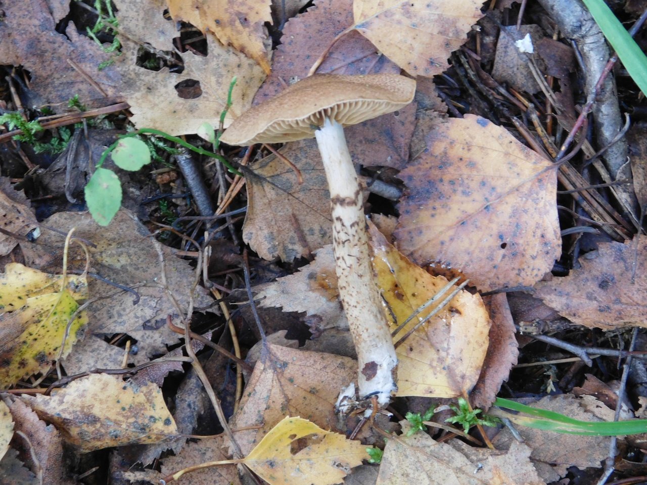 Топольки грибы