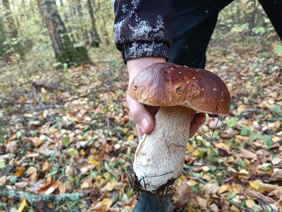 Осенние грибы Владимирской области