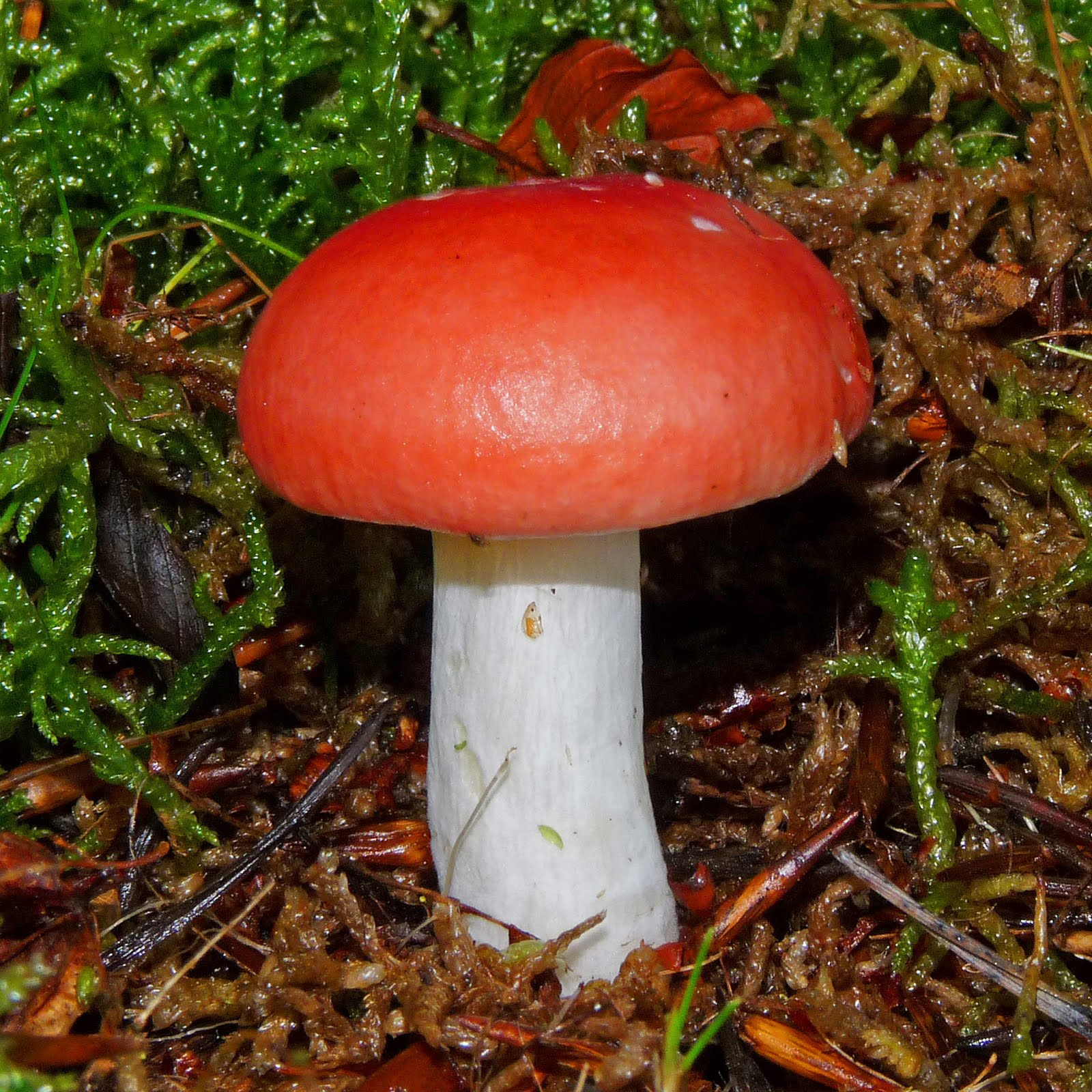 синявки грибы фото несъедобные