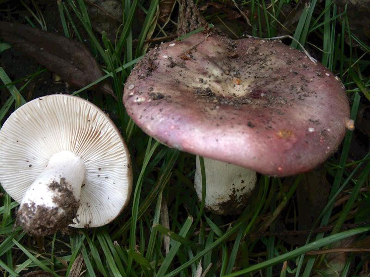 Russula exalbicans