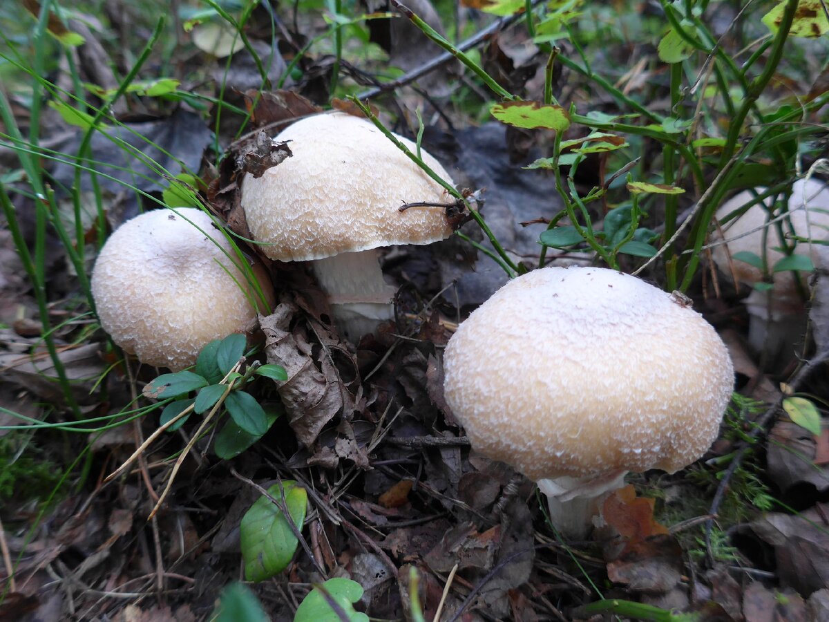 грибы башкирии фото с названиями