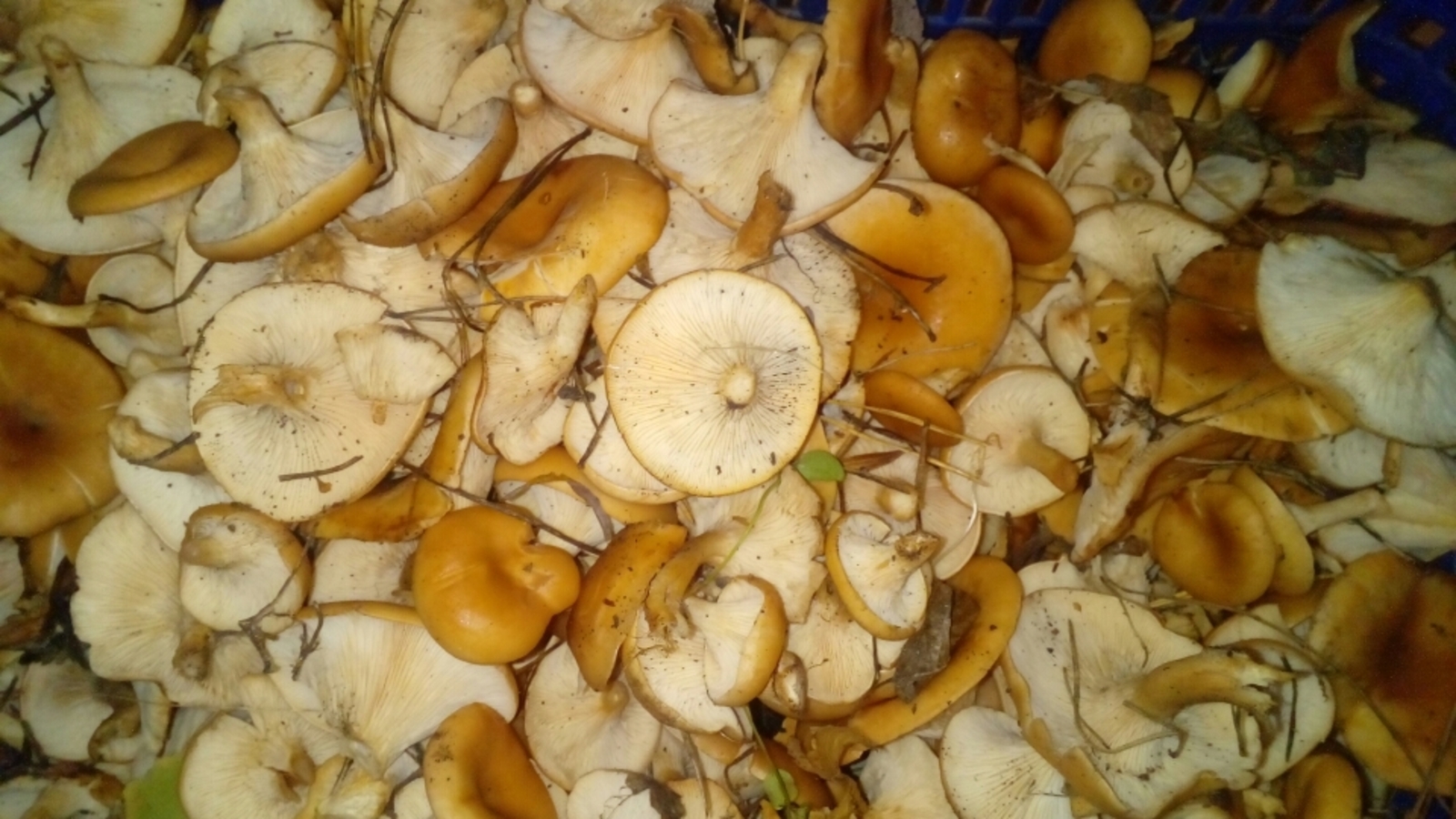 Ядовитые грибы Башкирии