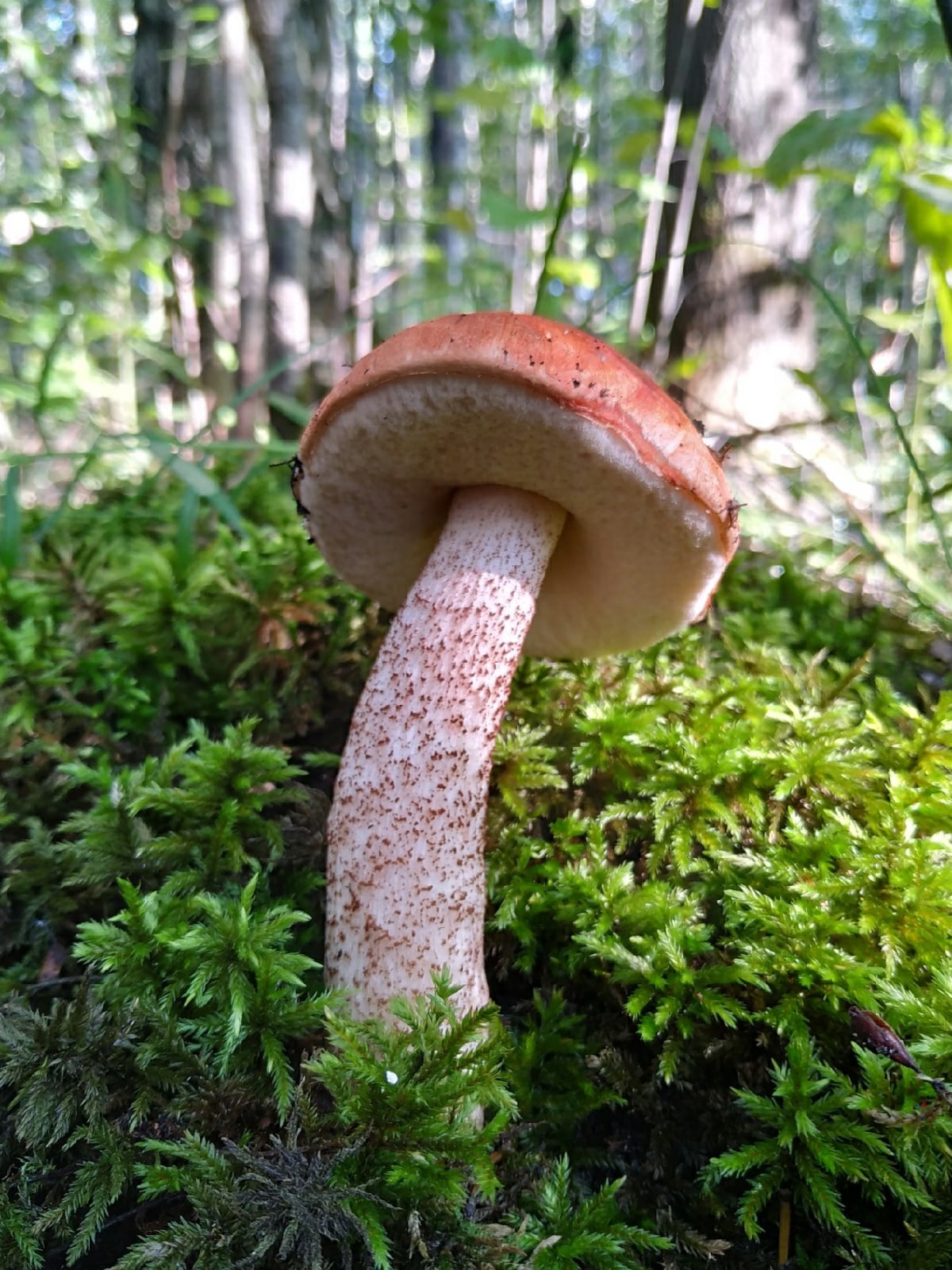 Высокий гриб в Ленобласти