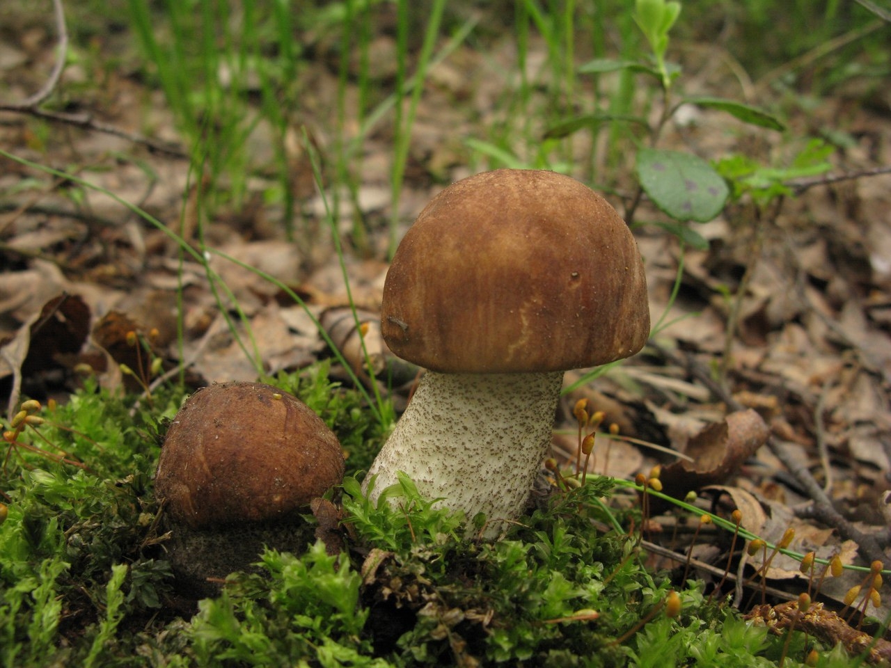 Белые грибы в Ленинградской области