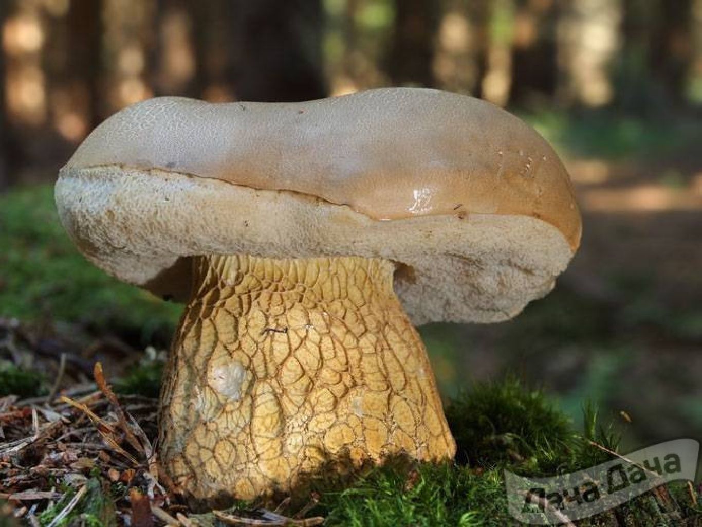 Горчак, ложный белый гриб